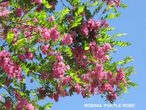Robinia x ambigua 'Purple Robe' - blossom